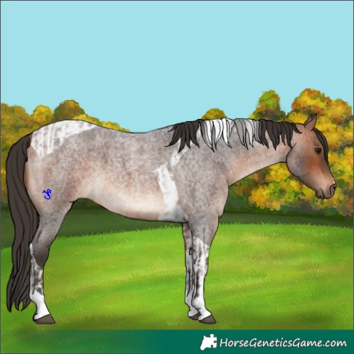 Horse Color:Bay Roan and Bay Roan Tobiano
