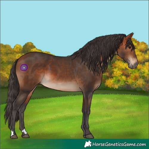 Horse Color:Bay and Bay