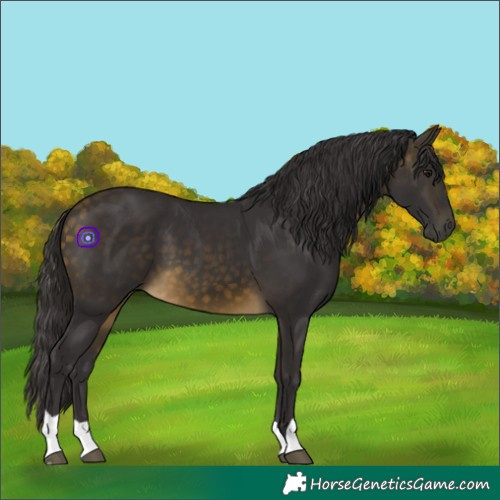 Horse Color:Buckskin 
