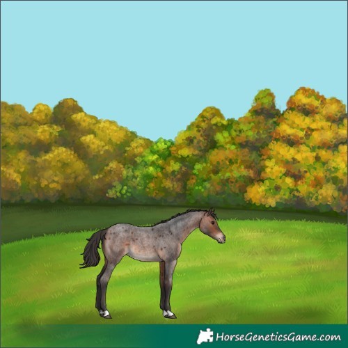 Horse Color:Brown Roan