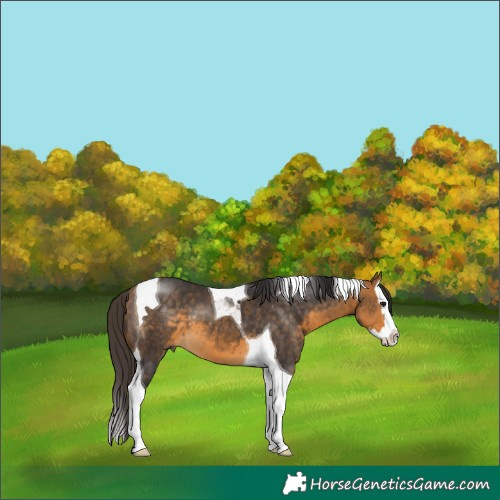 Horse Color:Buckskin Splash Tobiano
