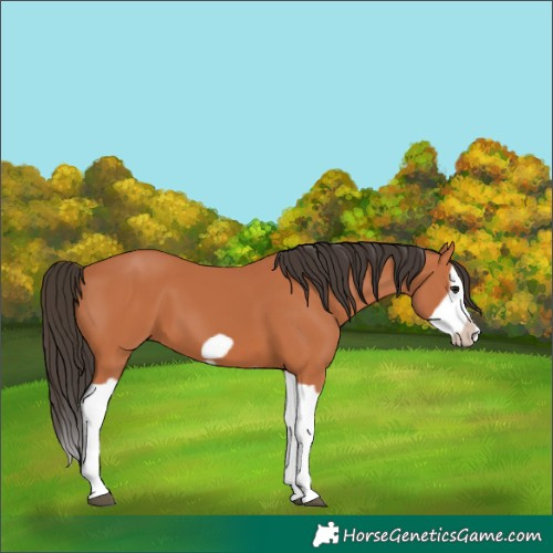 Horse Color:Bay Splash Frame