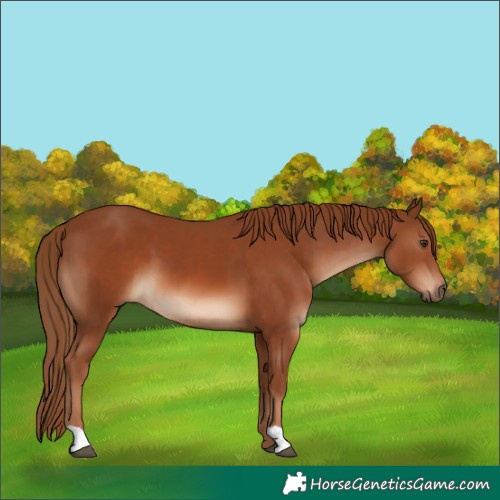 Horse Color:Chestnut and Chestnut