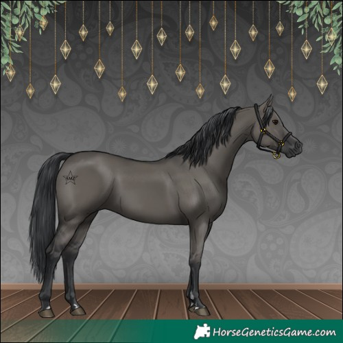 Horse Color:Grullo Rabicano