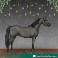 Horse Color:Grullo Rabicano