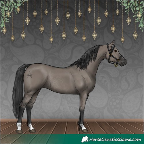 Horse Color:Grullo Rabicano 