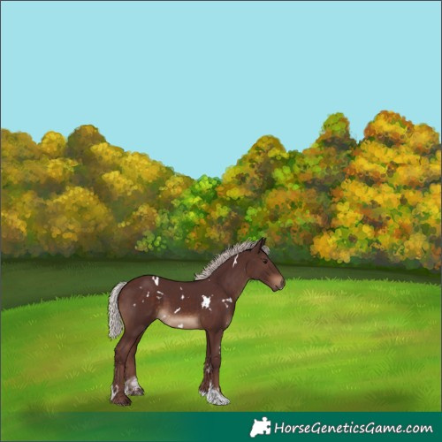 Horse Color:White Spotted Chocolate Silver Brown Tobiano 