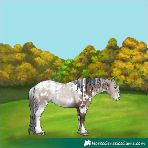 Horse Color:Powder White White Spotted Liver Red Dun Skewed Appaloosa 