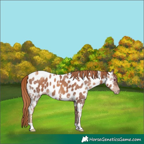 Horse Color:Gray Gold Champagne Ice Tobiano Near Leopard Rabicano 