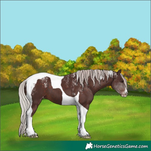 Horse Color:Powder White Chocolate Silver Brown Tobiano Skewed Appaloosa