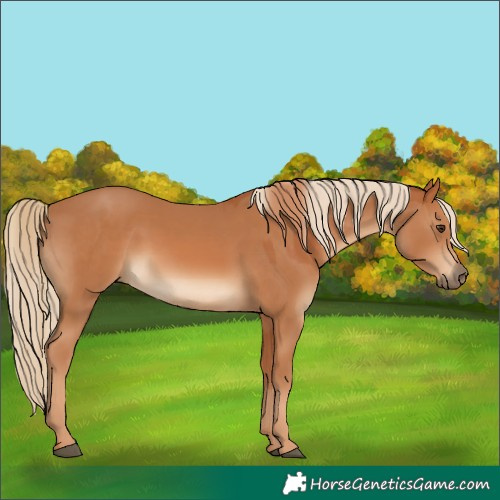 Horse Color:Chestnut and Chestnut