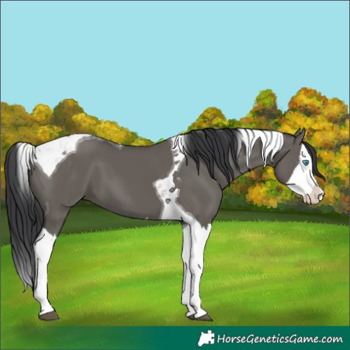 Horse Color:Grullo Splash Tobiano