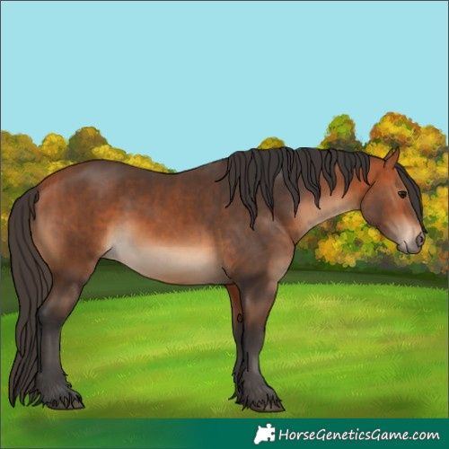 Horse Color:Bay and Bay
