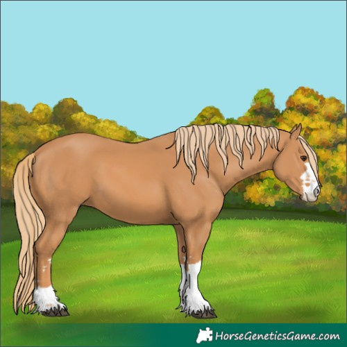 Horse Color:Unknown 