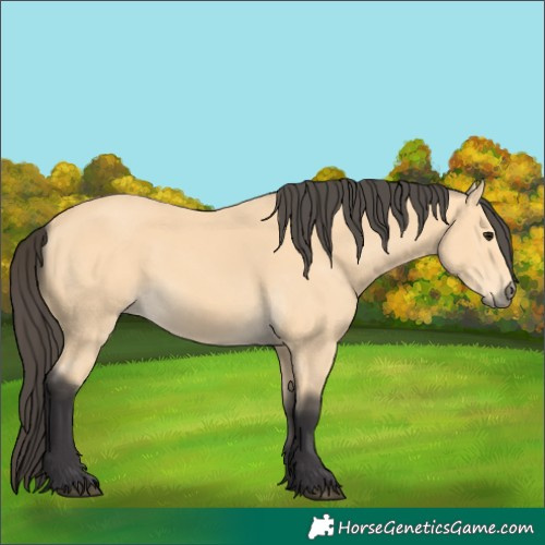 Horse Color:Unknown 