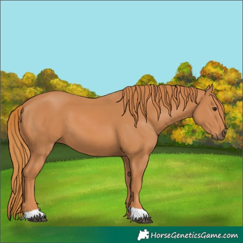 Horse Color:Unknown 