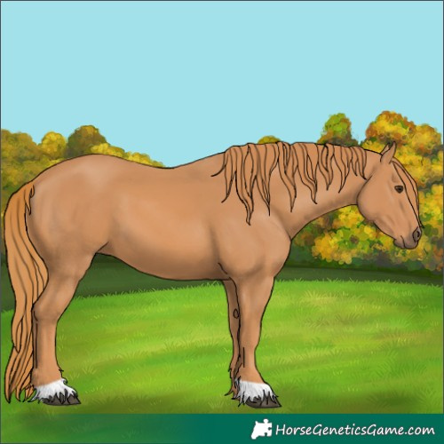 Horse Color:Unknown