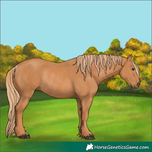 Horse Color:Unknown