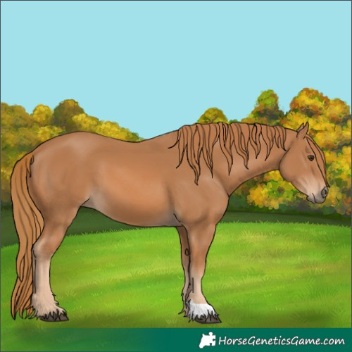 Horse Color:Unknown 