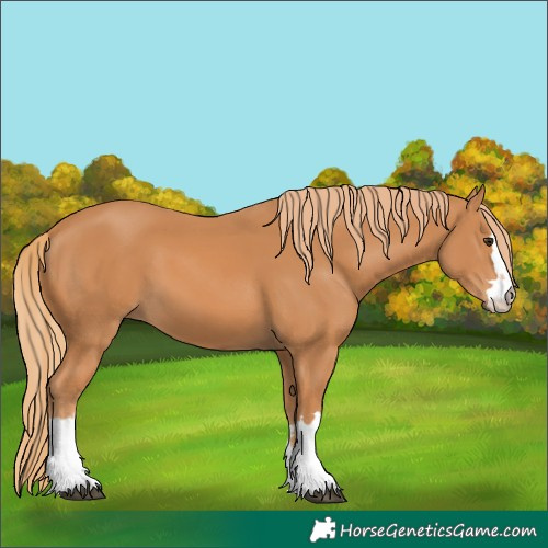 Horse Color:Unknown 
