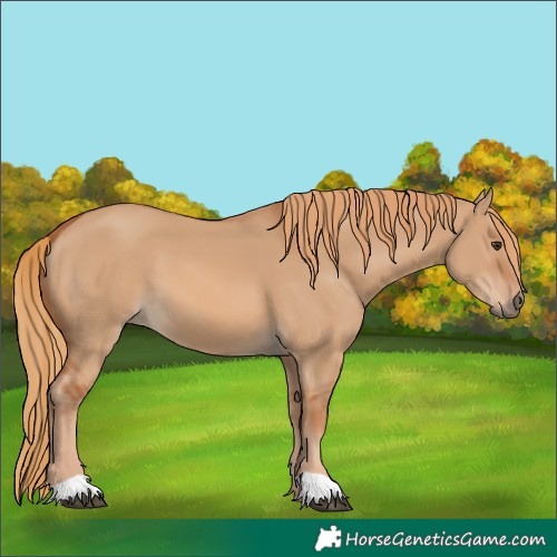 Horse Color:Unknown 