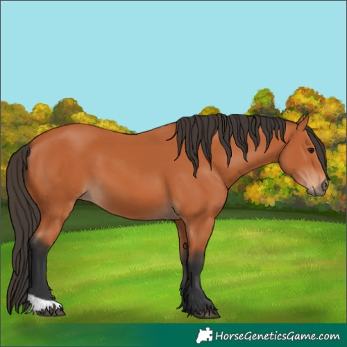 Horse Color:Unknown 