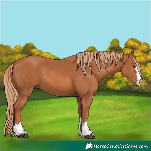 Horse Color:Unknown 