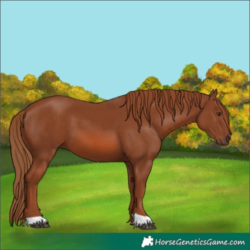 Horse Color:Unknown 
