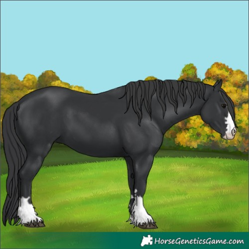 Horse Color:Unknown 