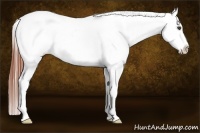 Horse Color:Bay Dun Tobiano Appaloosa