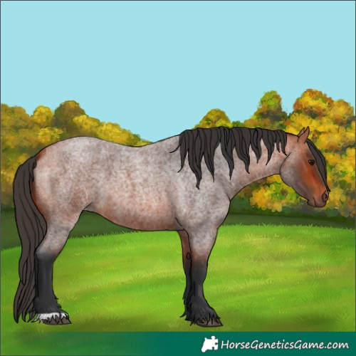 Horse Color:Unknown