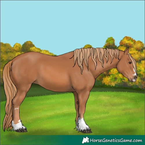 Horse Color:Unknown 