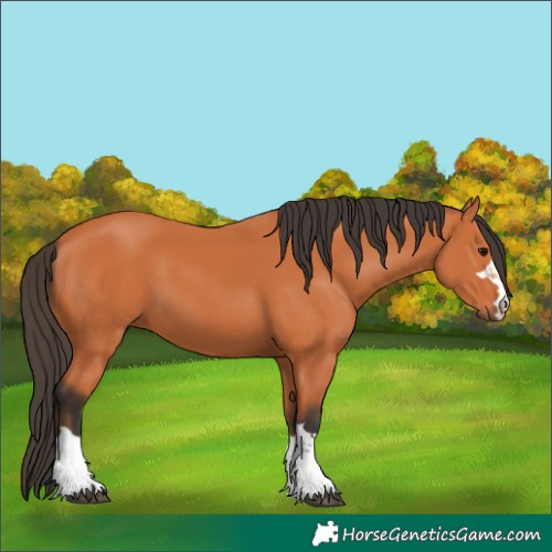 Horse Color:Unknown 