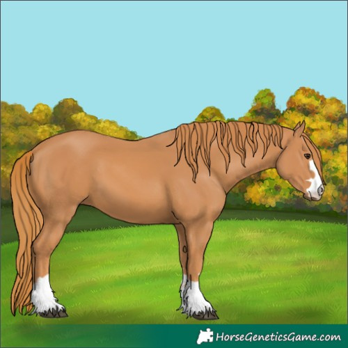 Horse Color:Unknown 