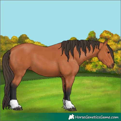 Horse Color:Unknown 