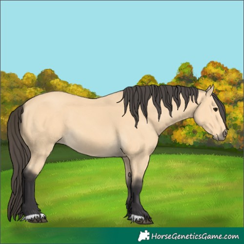 Horse Color:Unknown 