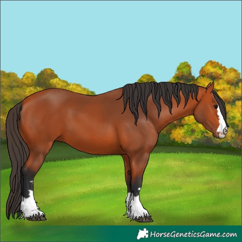 Horse Color:Unknown 