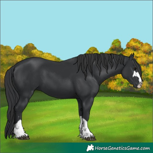 Horse Color:Unknown 