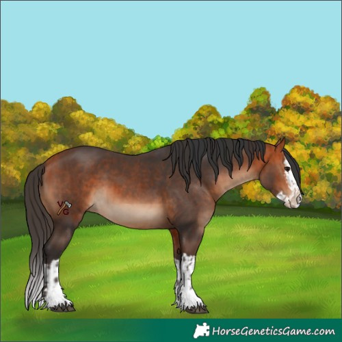 Horse Color:Bay  and Bay Splash 