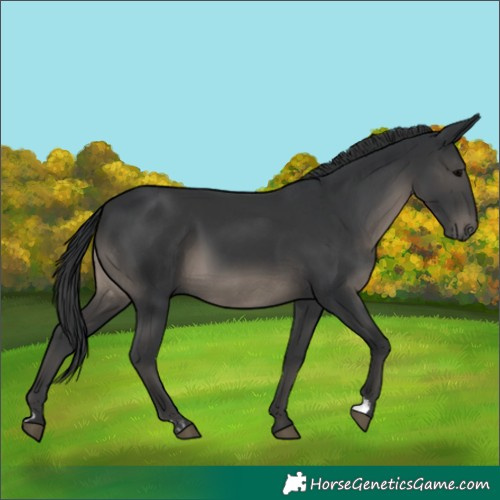 Horse Color:Black and Black