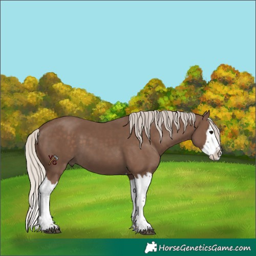 Horse Color:Silver Black Splash