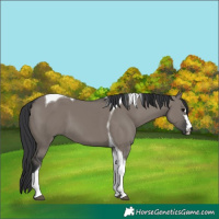 Horse Color:Grullo Tobiano 