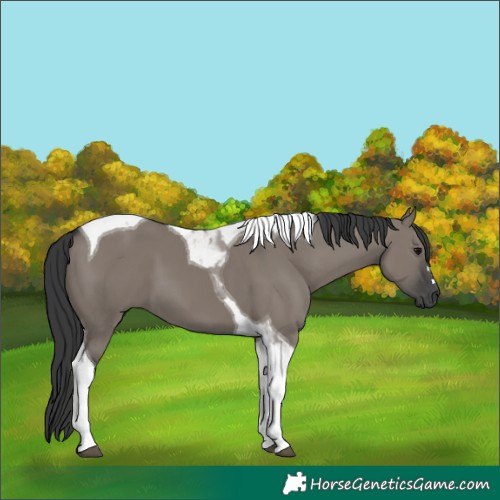 Horse Color:Grullo Tobiano 