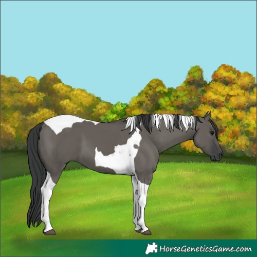 Horse Color:Grullo Tobiano