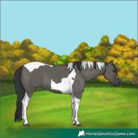 Horse Color:Grullo Tobiano