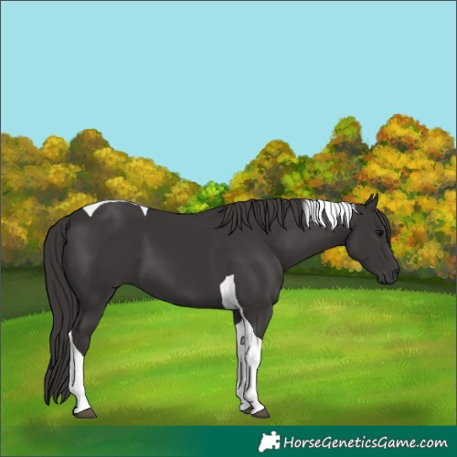 Horse Color:Smoky Black Tobiano