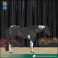 Horse Color:Smoky Black Tobiano