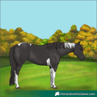 Horse Color:Smoky Black Tobiano