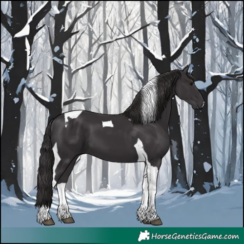 Horse Color:Smoky Black Tobiano