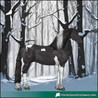 Horse Color:Smoky Black Tobiano